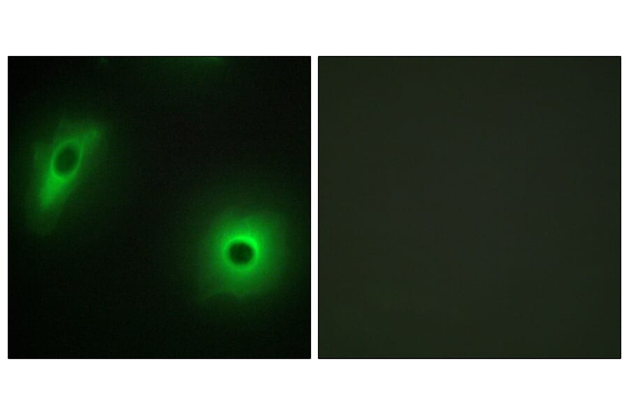 Immunofluorescence - Anti-14-3-3 eta Antibody (C12003) - Antibodies.com