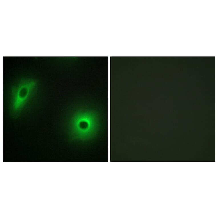 Immunofluorescence - Anti-14-3-3 eta Antibody (C12003) - Antibodies.com