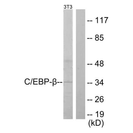 Western Blot - Anti-CEBP beta Antibody (B0057) - Antibodies.com
