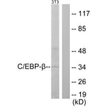 Western Blot - Anti-CEBP beta Antibody (B0057) - Antibodies.com