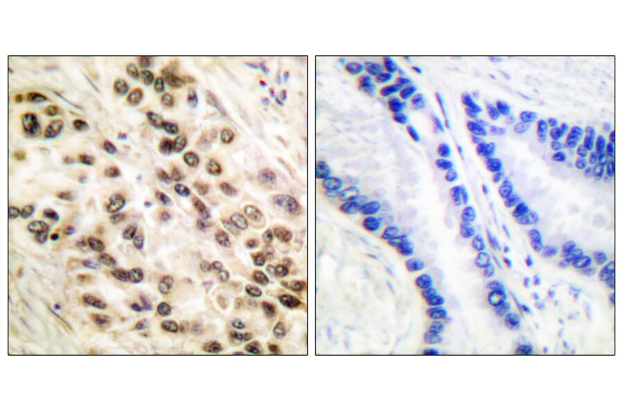 Immunohistochemistry - Anti-CEBP beta Antibody (B0057) - Antibodies.com