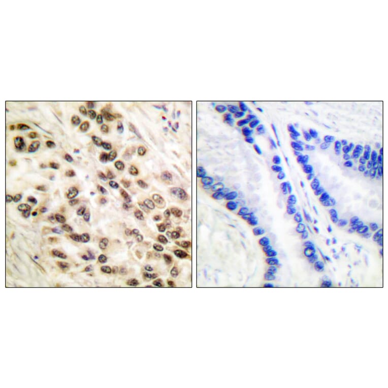 Immunohistochemistry - Anti-CEBP beta Antibody (B0057) - Antibodies.com