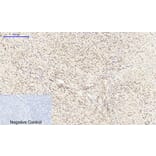 Immunohistochemistry - Anti-CEBP beta Antibody (B0057) - Antibodies.com