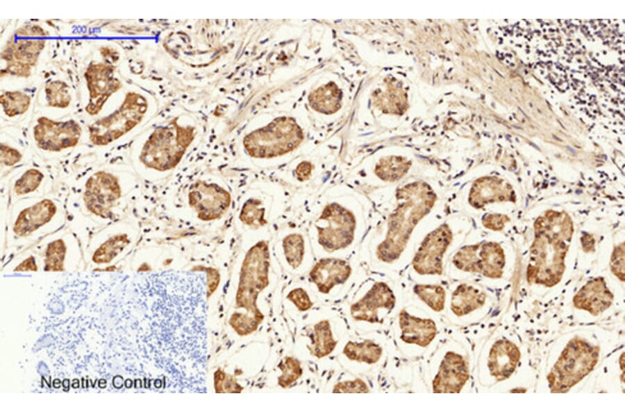 Immunofluorescence - Anti-CEBP beta Antibody (B0057) - Antibodies.com