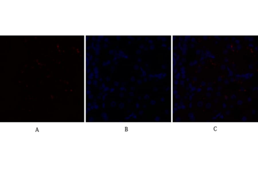 Immunofluorescence - Anti-CEBP beta Antibody (B0057) - Antibodies.com
