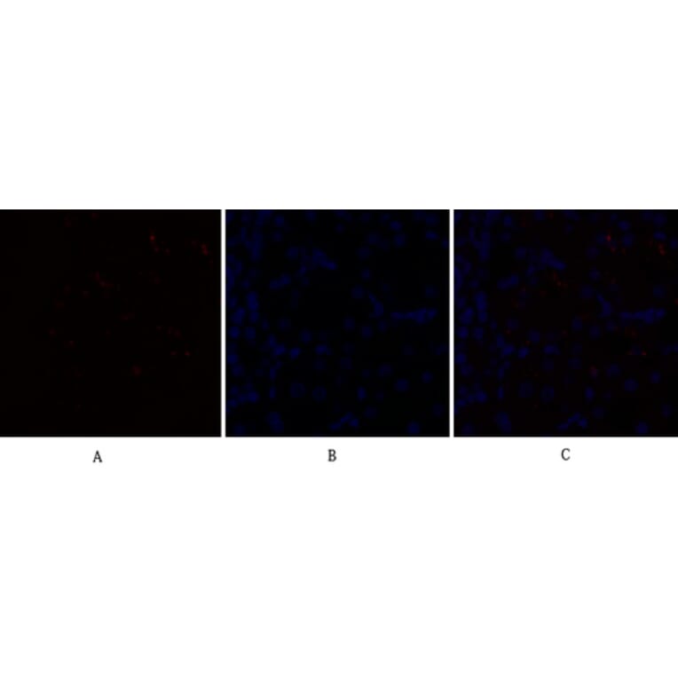 Immunofluorescence - Anti-CEBP beta Antibody (B0057) - Antibodies.com