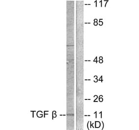 Western Blot - Anti-TGF beta3 Antibody (C0342) - Antibodies.com