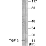 Western Blot - Anti-TGF beta3 Antibody (C0342) - Antibodies.com