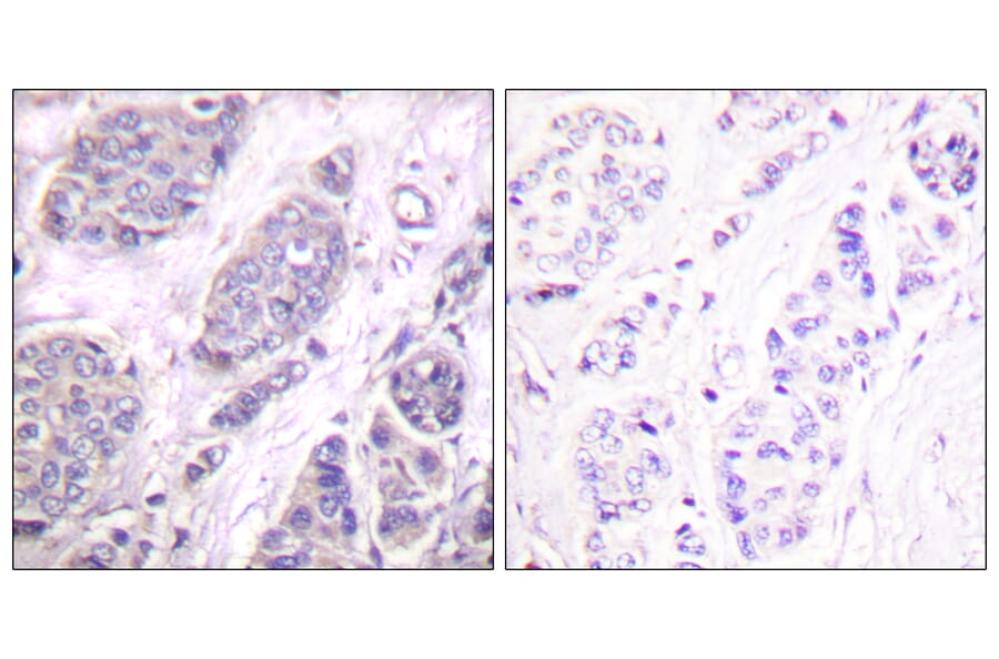 Immunohistochemistry - Anti-TGF beta3 Antibody (C0342) - Antibodies.com