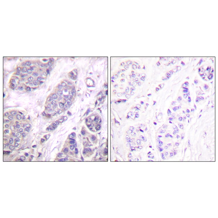 Immunohistochemistry - Anti-TGF beta3 Antibody (C0342) - Antibodies.com