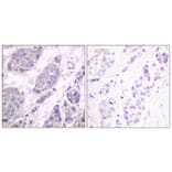 Immunohistochemistry - Anti-TGF beta3 Antibody (C0342) - Antibodies.com