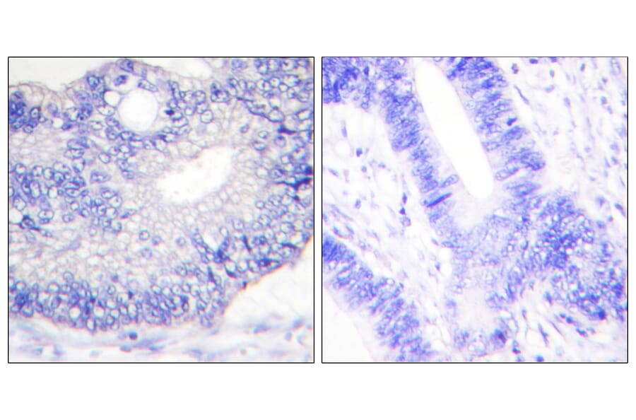 Immunohistochemistry - Anti-TGF alpha Antibody (C0343) - Antibodies.com