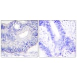 Immunohistochemistry - Anti-TGF alpha Antibody (C0343) - Antibodies.com