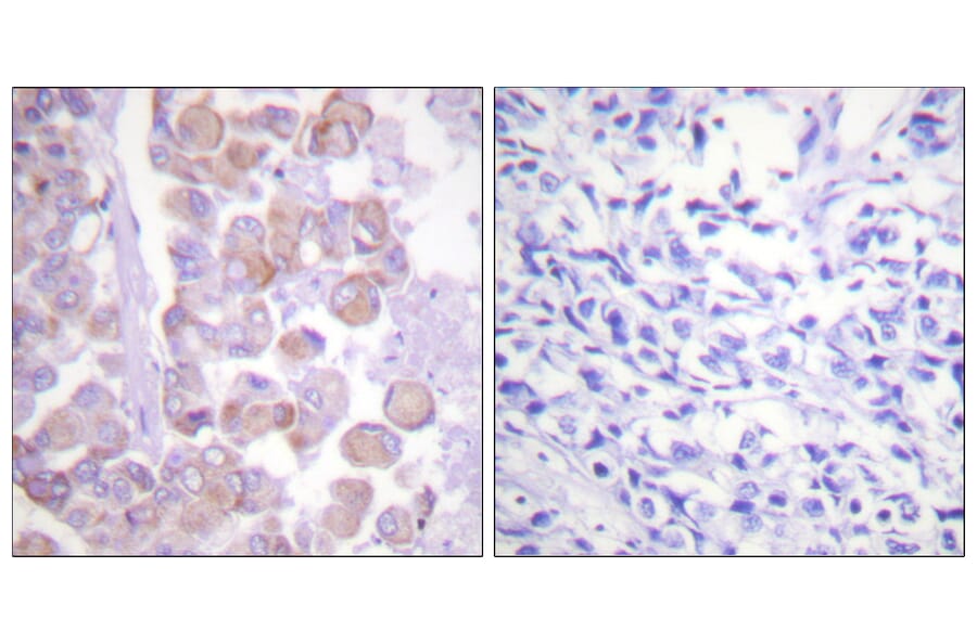 Immunohistochemistry - Anti-Synuclein Antibody (B0582) - Antibodies.com