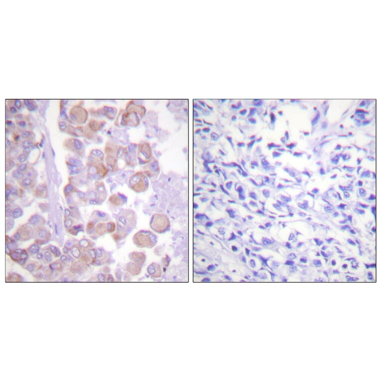 Immunohistochemistry - Anti-Synuclein Antibody (B0582) - Antibodies.com