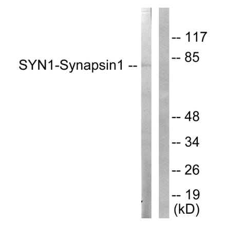 Western Blot - Anti-Synapsin1 Antibody (B0581) - Antibodies.com