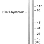 Western Blot - Anti-Synapsin1 Antibody (B0581) - Antibodies.com