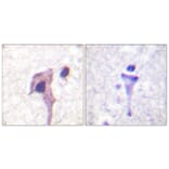 Immunohistochemistry - Anti-Synapsin1 Antibody (B0581) - Antibodies.com