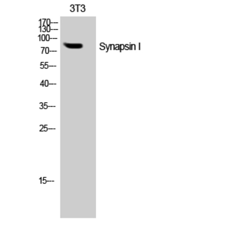 Western Blot - Anti-Synapsin1 Antibody (B0581) - Antibodies.com