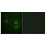 Immunofluorescence - Anti-Synapsin1 Antibody (B1009) - Antibodies.com