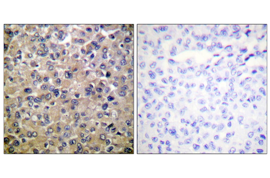 Immunohistochemistry - Anti-PP1-alpha Antibody (B0726) - Antibodies.com