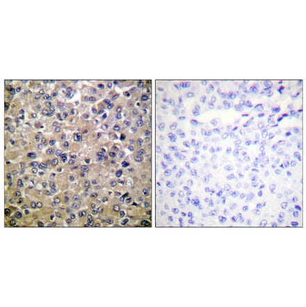 Immunohistochemistry - Anti-PP1-alpha Antibody (B0726) - Antibodies.com
