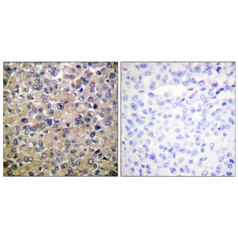 Immunohistochemistry - Anti-PP1-alpha Antibody (B0726) - Antibodies.com