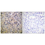 Immunohistochemistry - Anti-PP1-alpha Antibody (B0726) - Antibodies.com