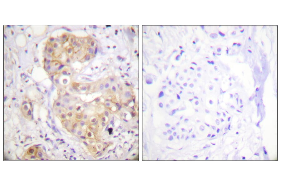 Immunohistochemistry - Anti-PKC delta Antibody (B0717) - Antibodies.com