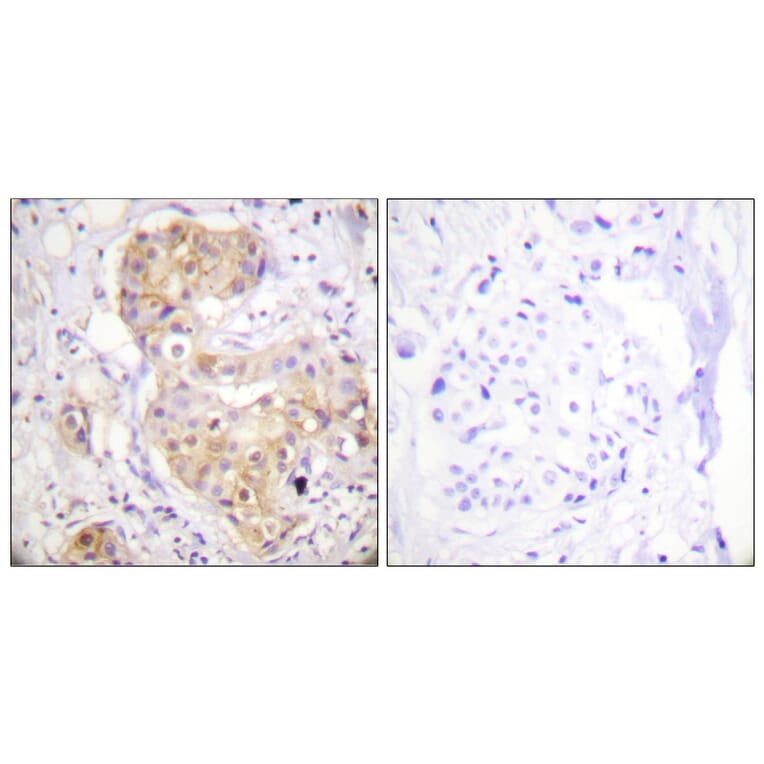 Immunohistochemistry - Anti-PKC delta Antibody (B0717) - Antibodies.com