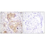 Immunohistochemistry - Anti-PKC delta Antibody (B0717) - Antibodies.com