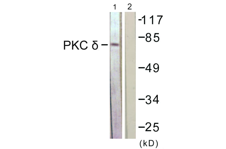 Western Blot - Anti-PKC delta Antibody (B0717) - Antibodies.com