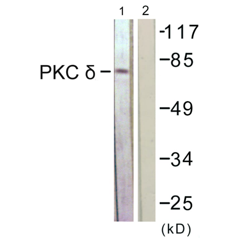 Western Blot - Anti-PKC delta Antibody (B0717) - Antibodies.com