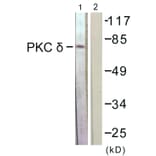 Western Blot - Anti-PKC delta Antibody (B0717) - Antibodies.com