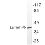 Western Blot - Anti-Laminin-R Antibody (R12-2225) - Antibodies.com