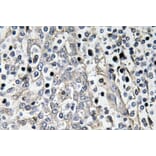 Immunohistochemistry - Anti-Laminin-R Antibody (R12-2225) - Antibodies.com