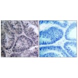 Immunohistochemistry - Anti-IKK-alpha Antibody (B7117) - Antibodies.com