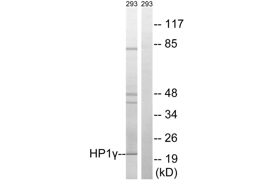 Western Blot - Anti-HP1 gamma Antibody (B8236) - Antibodies.com