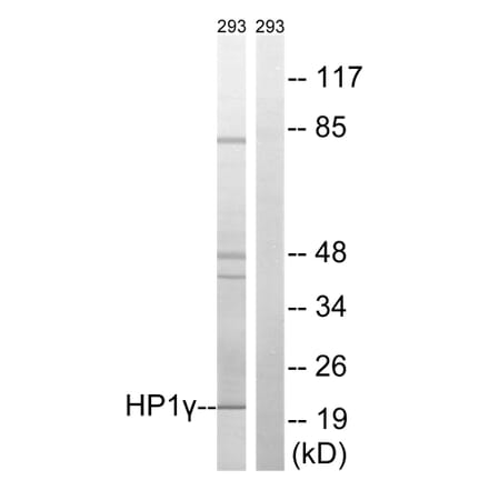 Western Blot - Anti-HP1 gamma Antibody (B8236) - Antibodies.com