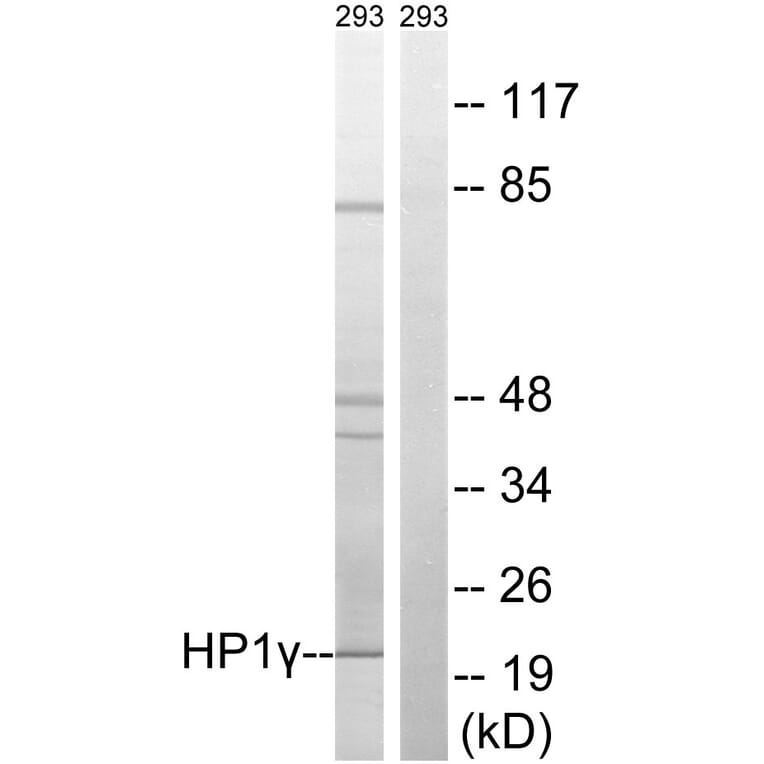 Western Blot - Anti-HP1 gamma Antibody (B8236) - Antibodies.com