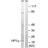 Western Blot - Anti-HP1 gamma Antibody (B8236) - Antibodies.com
