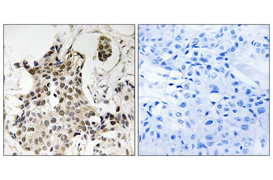 Immunohistochemistry - Anti-HP1 gamma Antibody (B8236) - Antibodies.com