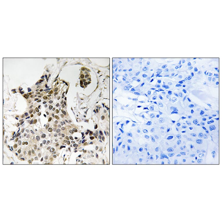Immunohistochemistry - Anti-HP1 gamma Antibody (B8236) - Antibodies.com
