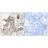 Immunohistochemistry - Anti-HP1 gamma Antibody (B8236) - Antibodies.com