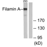 Western Blot - Anti-Filamin A Antibody (B0072) - Antibodies.com