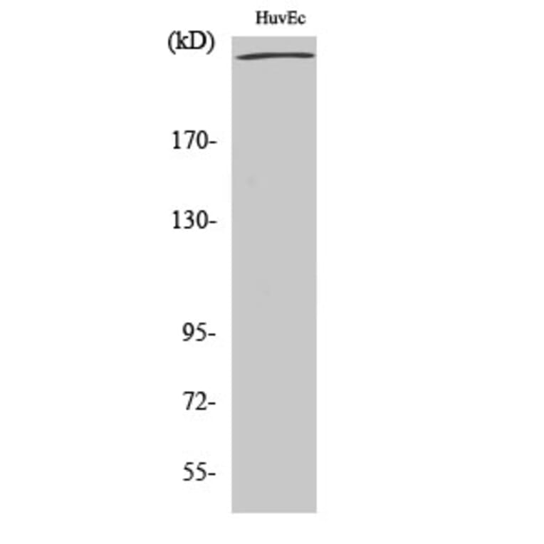 Western Blot - Anti-Filamin A Antibody (B0072) - Antibodies.com