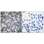 Immunohistochemistry - Anti-Filamin A Antibody (B0072) - Antibodies.com
