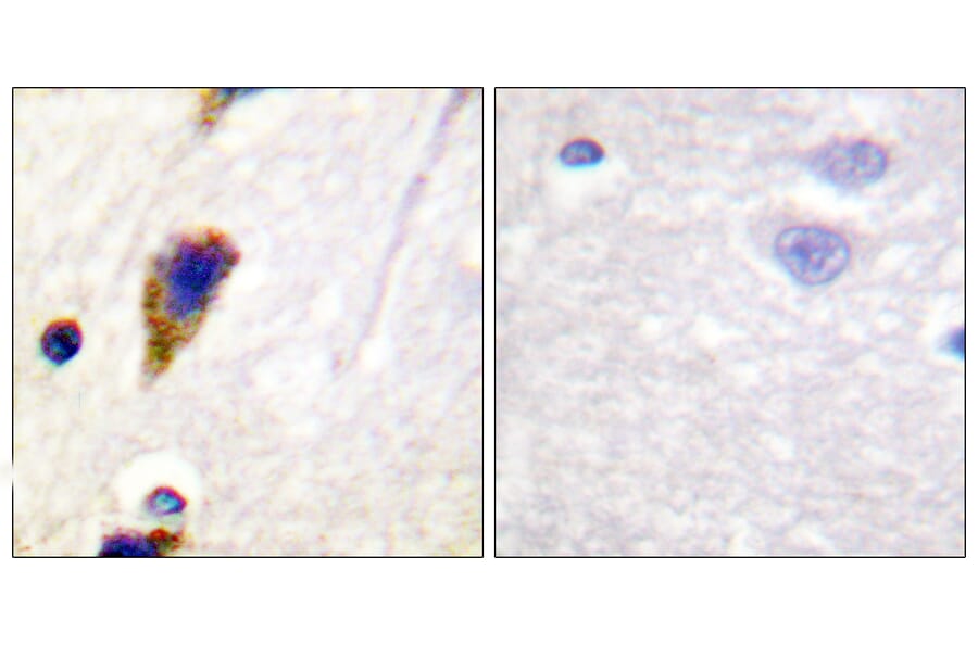 Immunohistochemistry - Anti-Dynamin-1 Antibody (B0422) - Antibodies.com