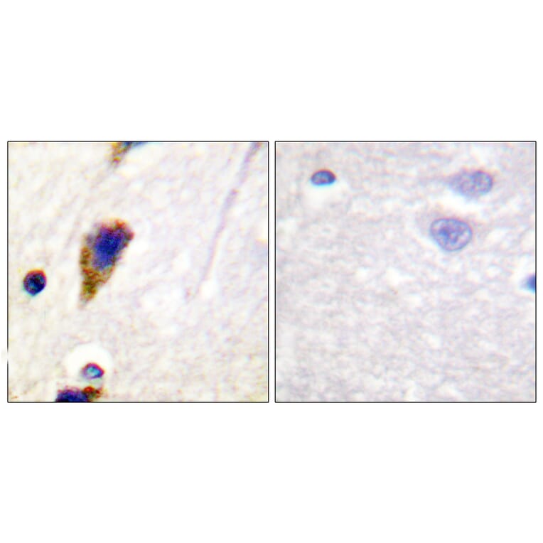 Immunohistochemistry - Anti-Dynamin-1 Antibody (B0422) - Antibodies.com