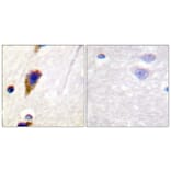 Immunohistochemistry - Anti-Dynamin-1 Antibody (B0422) - Antibodies.com